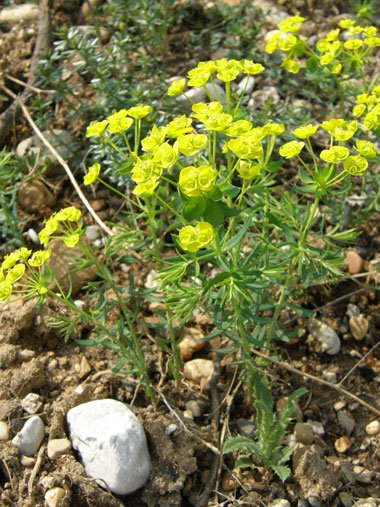 Zypressen-Wolfsmilch / Euphorbia cyparissias