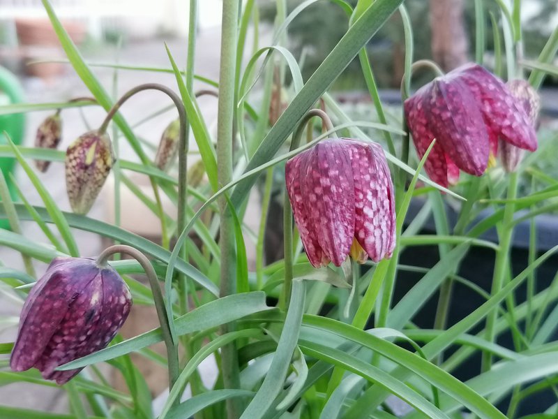 Schachbrettblume / Fritillaria meleagris