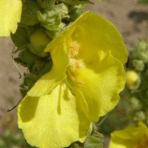 Großblütige Königskerze / Verbascum densiflorum