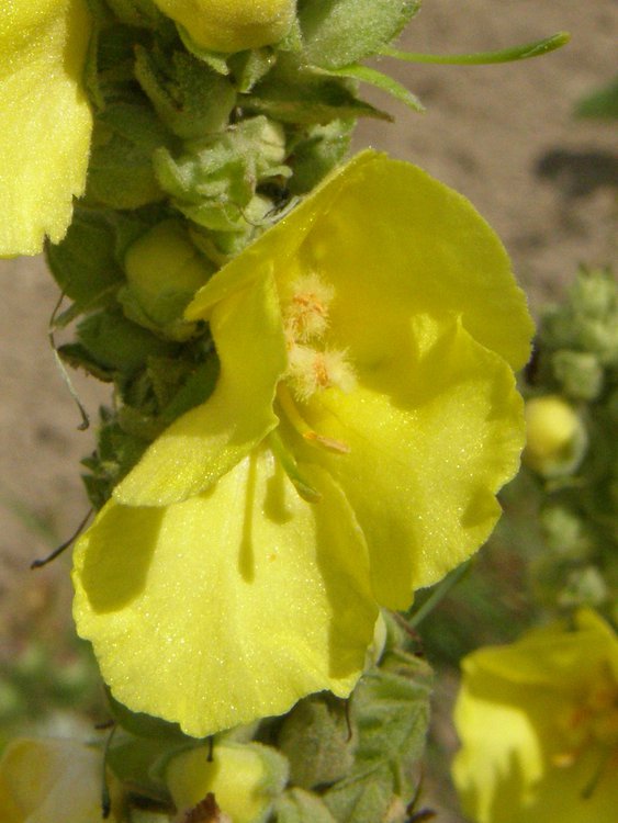 Großblütige Königskerze / Verbascum densiflorum