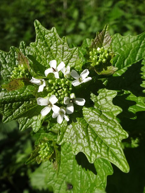 Knoblauchsrauke / Alliaria petiolata