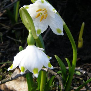 Märzenbecher / Leucojum vernum