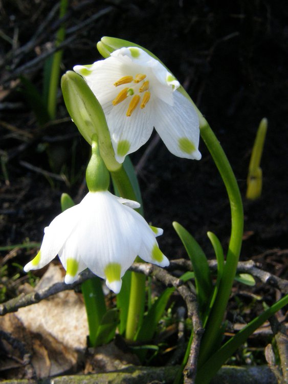 Märzenbecher / Leucojum vernum
