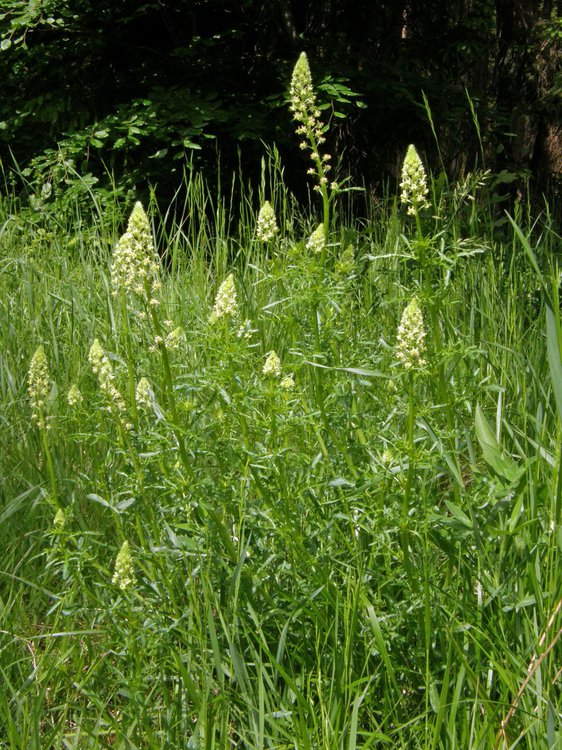 Gelber Wau / Reseda lutea