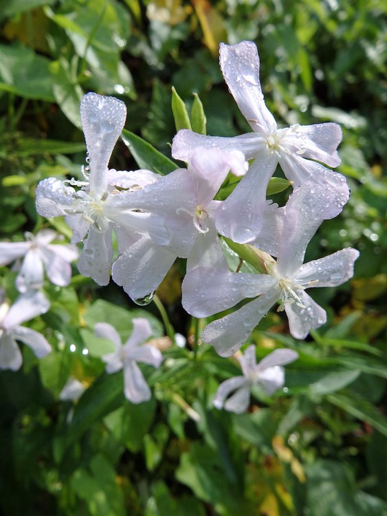 Gewöhnliches Seifenkraut / Saponaria officinalis