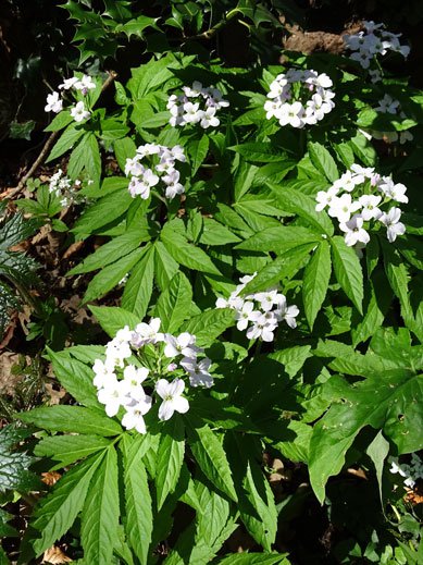 Fieder-Zahnwurz / Cardamine heptaphylla