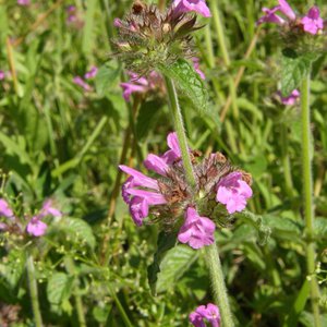 Gewöhnlicher Wirbeldost / Clinopodium vulgare