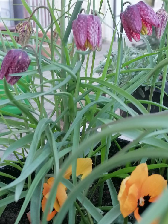 Schachbrettblume / Fritillaria meleagris