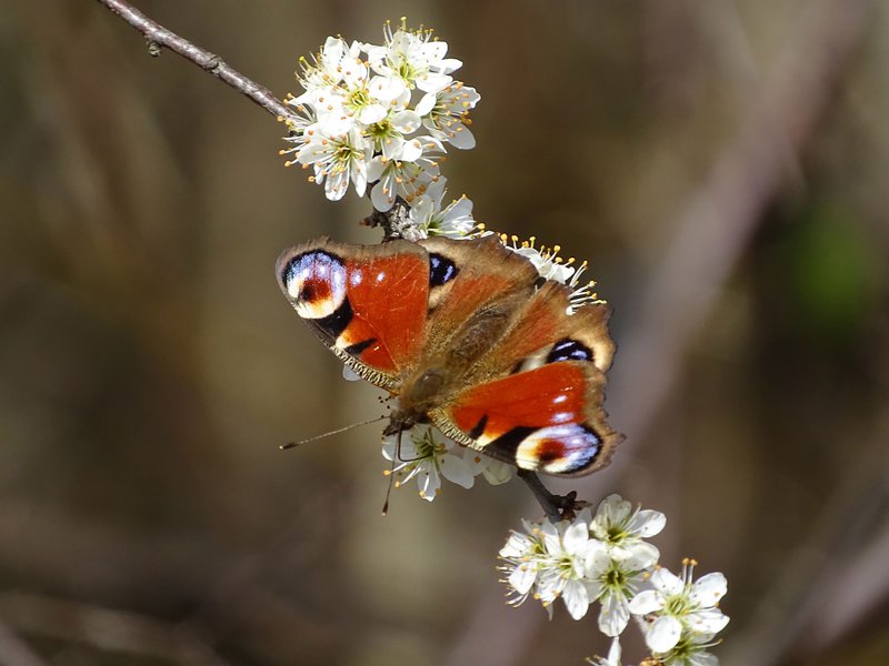 Schlehe / Prunus spinosa