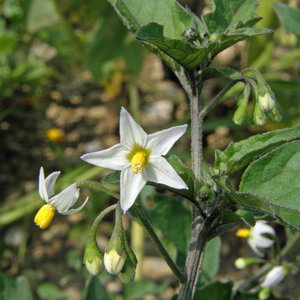 Schwarzer Nachtschatten / Solanum nigrum