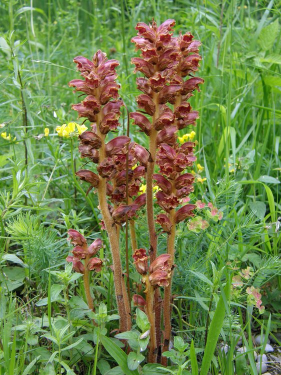 Blutrote Sommerwurz / Orobanche gracilis