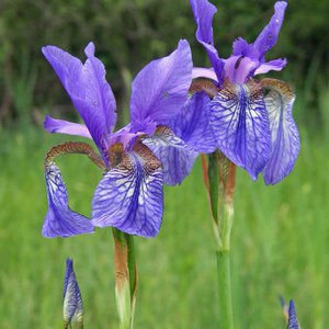 Sibirische Schwertlilie / Iris sibirica