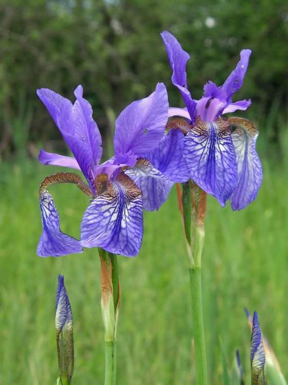 Sibirische Schwertlilie / Iris sibirica