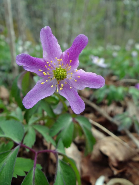 Busch-Windröschen / Anemone nemorosa