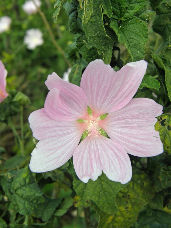 Sigmarswurz / Malva alcea