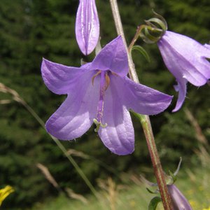Acker-Glockenblume / Campanula rapunculoides