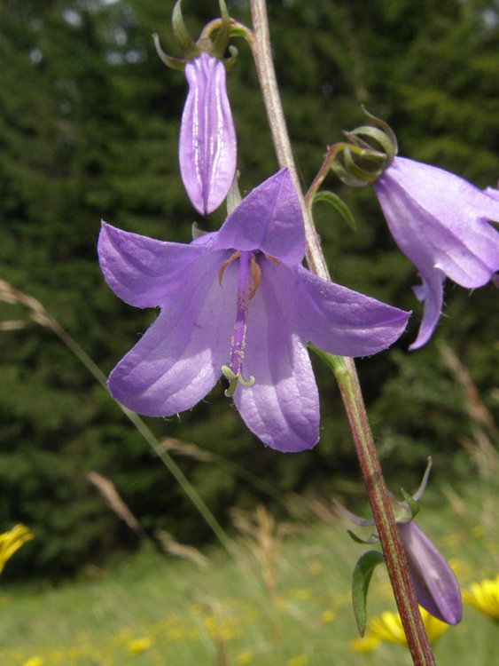 Acker-Glockenblume / Campanula rapunculoides