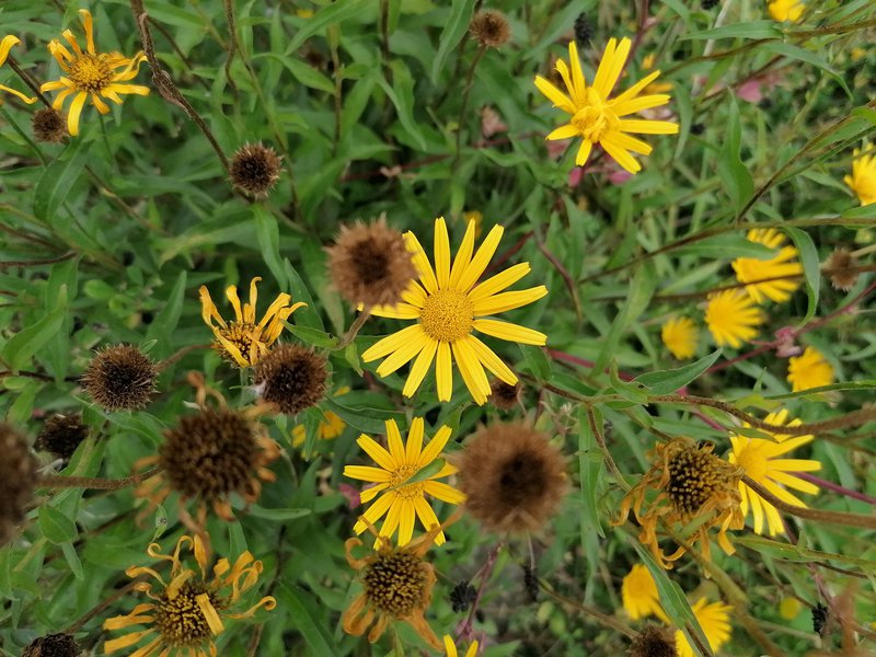 Weidenblättriges Ochsenauge / Buphthalmum salicifolium