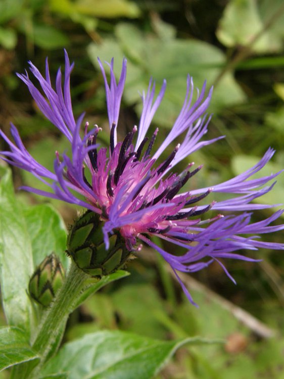 Berg-Flockenblume / Cyanus montanus