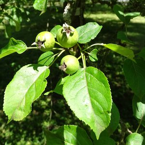 Holz-Apfel / Malus sylvestris