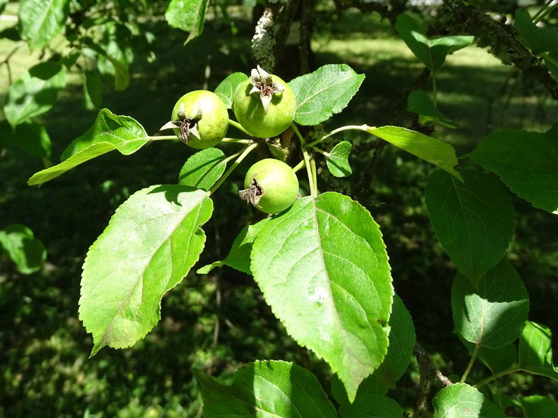 Holz-Apfel / Malus sylvestris