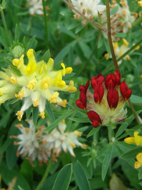 Gewöhnlicher Wundklee / Anthyllis vulneraria