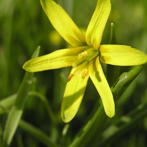 Gewöhnlicher Gelbstern / Gagea lutea