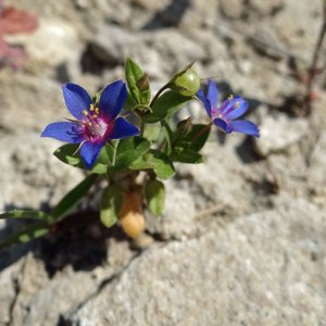 Blauer Gauchheil / Lysimachia foemina