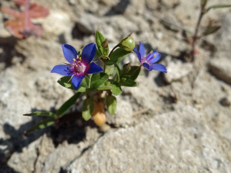Blauer Gauchheil / Lysimachia foemina