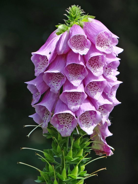Roter Fingerhut / Digitalis purpurea