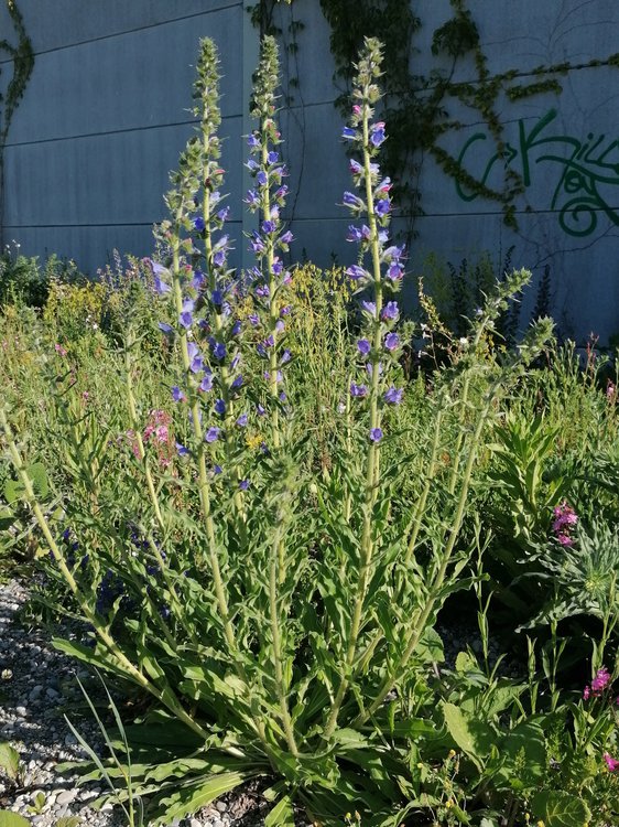 Gewöhnlicher Natternkopf / Echium vulgare