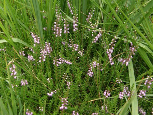 Besenheide / Calluna vulgaris