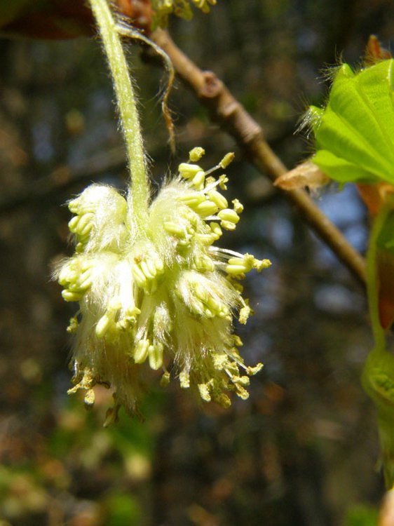 Rotbuche / Fagus sylvatica