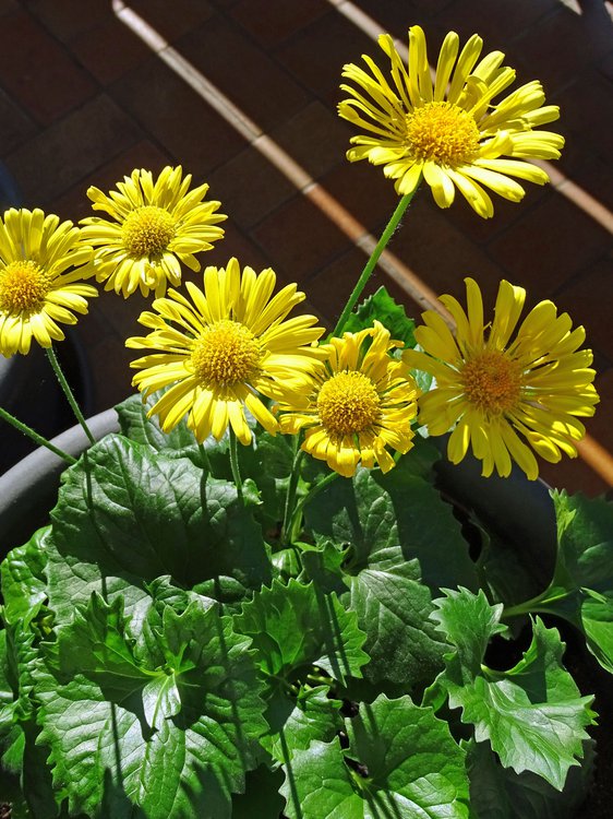 Kriechende Gämswurz / Doronicum pardalianches