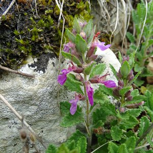 Echter Gamander / Teucrium chamaedrys