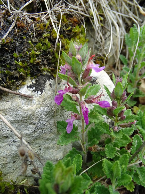 Echter Gamander / Teucrium chamaedrys