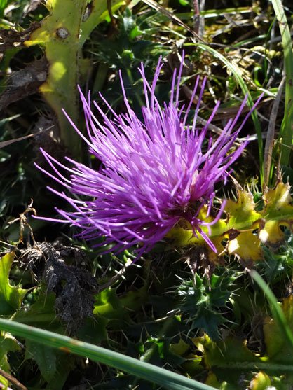 Stängellose Kratzdistel / Cirsium acaule