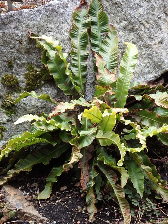 Hirschzungenfarn / Asplenium scolopendrium