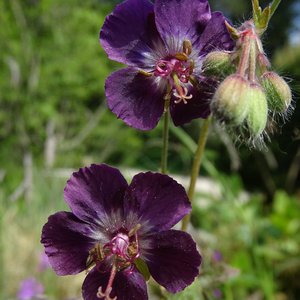 Brauner Storchschnabel / Geranium phaeum
