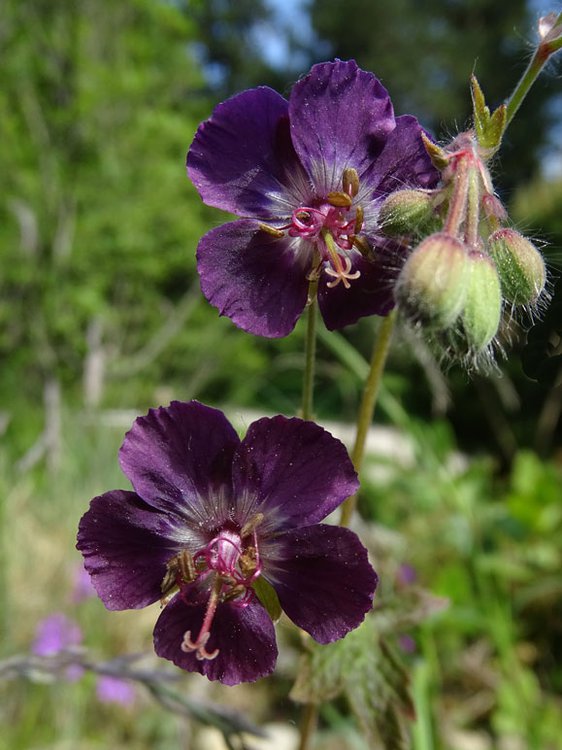 Brauner Storchschnabel / Geranium phaeum