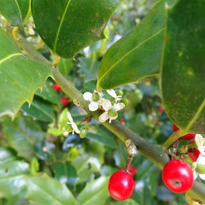 Stechpalme / Ilex aquifolium