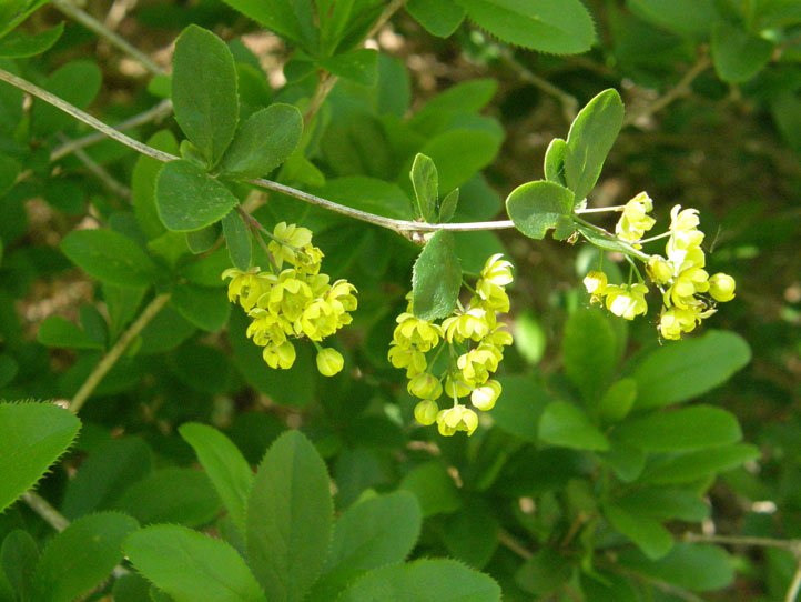Gewöhnliche Berberitze / Berberis vulgaris