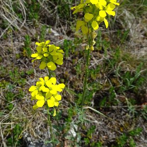 Wohlriechender Schöterich / Erysimum odoratum