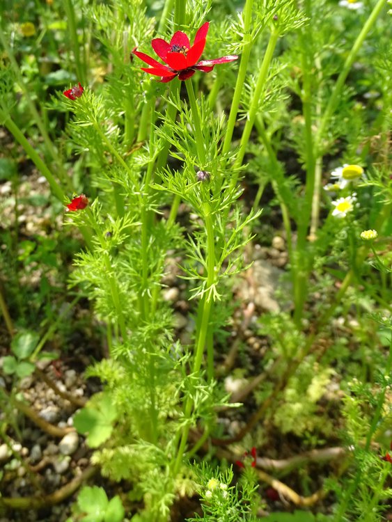 Brennendes Adonisröschen / Adonis flammea