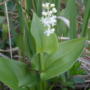 Schattenblume / Maianthemum bifolium