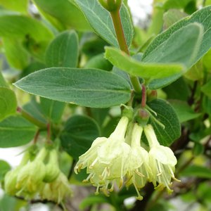 Blaue Heckenkirsche / Lonicera caerulea