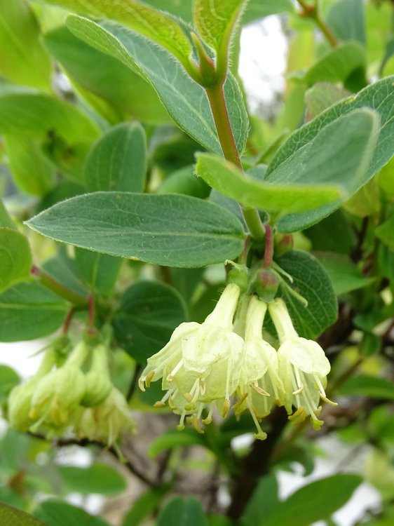 Blaue Heckenkirsche / Lonicera caerulea