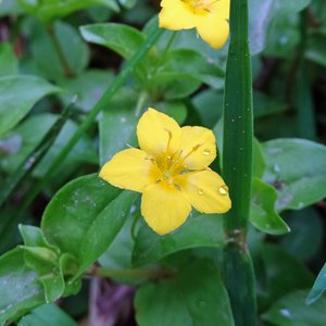 Hain-Gilbweiderich / Lysimachia nemorum