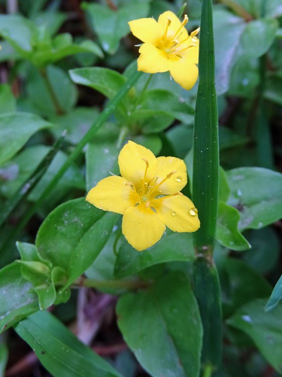 Hain-Gilbweiderich / Lysimachia nemorum