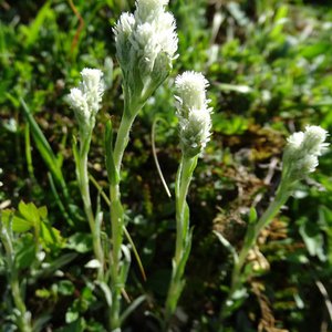 Karpaten-Katzenpfötchen / Antennaria carpatica